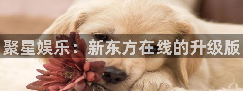 mg不朽情缘包怎么样：聚星娱乐：新东方在线的升级版